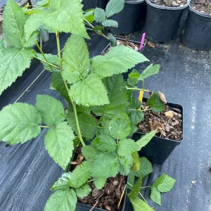 Blackberry Live Plant - 12-16 inches Tall, 1 Gallon Pot - Outdoor Fruit Bush - Image 2