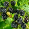 Blackberry Live Plant - 12-16 inches Tall, 1 Gallon Pot - Outdoor Fruit Bush - Image 1