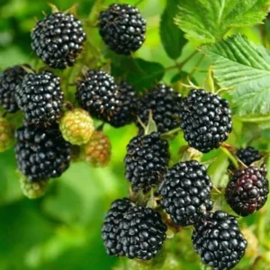 Blackberry Live Plant - 12-16 inches Tall, 1 Gallon Pot - Outdoor Fruit Bush - Image 1