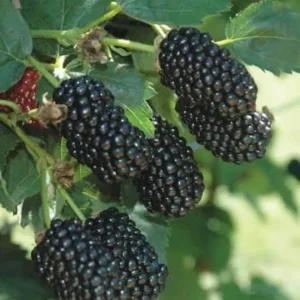 Blackberry Live Plant – 4 inch Nursery Pot – Fruit Bush for Outdoor Garden - Image 2