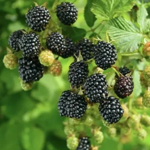 Blackberry Live Plant – 4 inch Nursery Pot – Fruit Bush for Outdoor Garden - Image 1
