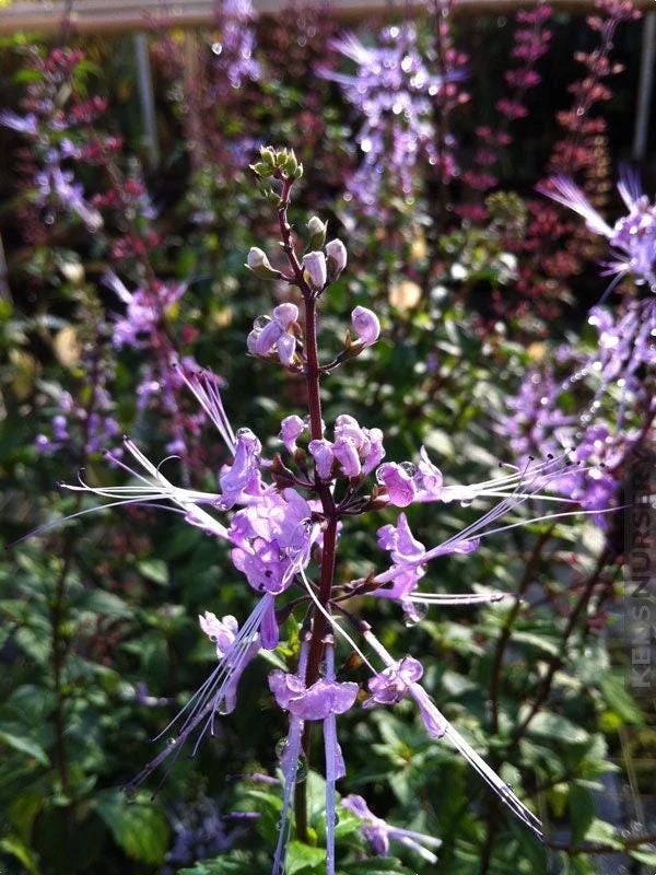 Blue Cat Whiskers Live Plant - Orthosiphon Stameneus - 2-Pack, 4-6" Tall, Perennial Shrub - Image 2