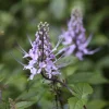 Blue Cat Whiskers Live Plant - Orthosiphon Stameneus - 2-Pack, 4-6" Tall, Perennial Shrub - Image 1