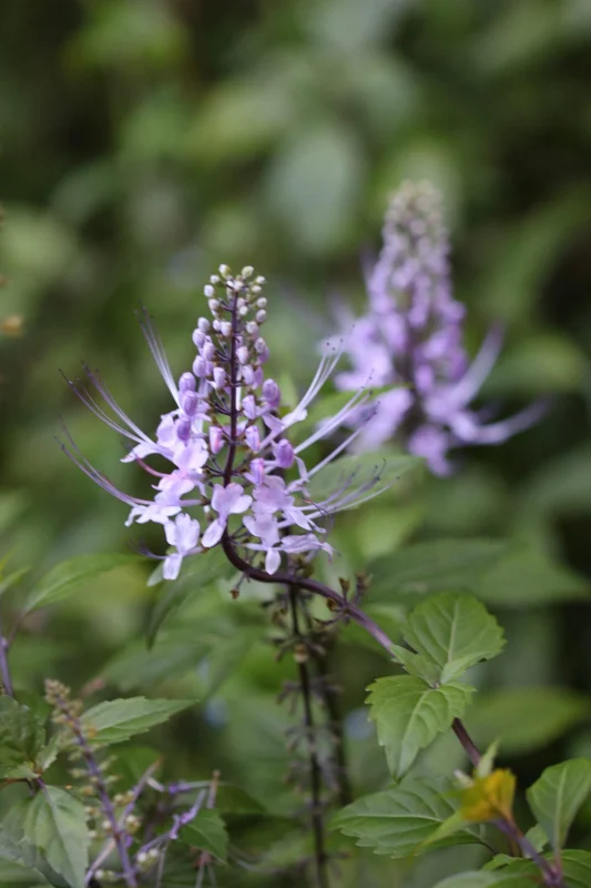 Blue Cat Whiskers Live Plant - Orthosiphon Stameneus - 2-Pack, 4-6" Tall, Perennial Shrub - Image 1