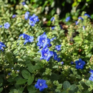 Blue Daze Live Plant - Evolvulus Glomeratus, 5-9