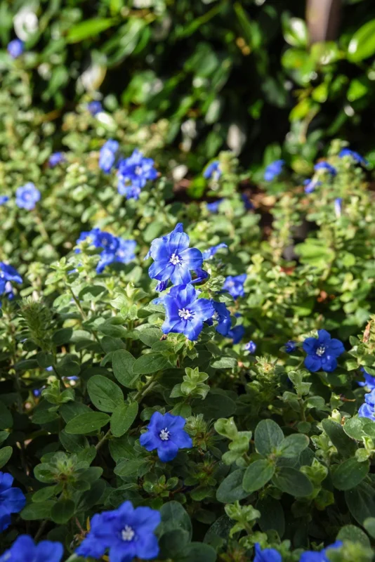 Blue Daze Live Plant - Evolvulus Glomeratus, 5-9" Tall, 2-Pack, Tropical Blue Flowers, Outdoor Perennial - Image 2