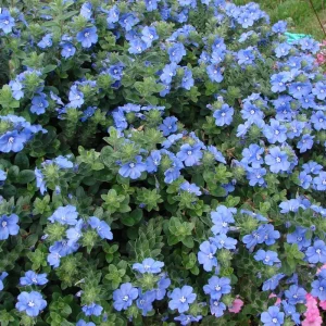 Blue Daze Live Plant - Evolvulus Glomeratus, 5-9