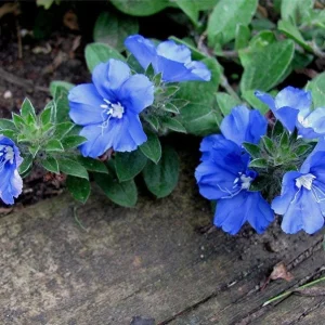 Blue Daze Live Plant - Evolvulus Glomeratus, 5-9