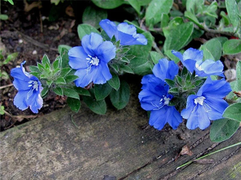 Blue Daze Live Plant - Evolvulus Glomeratus, 5-9" Tall, 2-Pack, Tropical Blue Flowers, Outdoor Perennial - Image 4