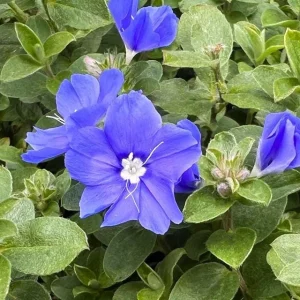 Blue Daze Live Plant - Evolvulus Glomeratus, 5-9