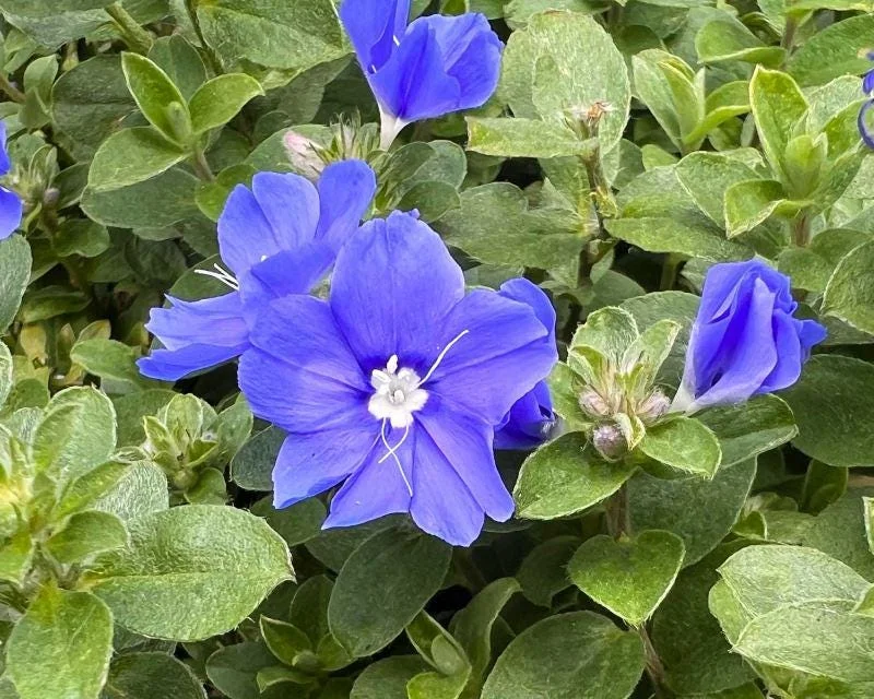 Blue Daze Live Plant - Evolvulus Glomeratus, 5-9" Tall, 2-Pack, Tropical Blue Flowers, Outdoor Perennial - Image 5