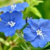 Blue Daze Live Plant - Evolvulus Glomeratus, 5-9" Tall, 2-Pack, Tropical Blue Flowers, Outdoor Perennial - Image 1