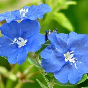 Blue Daze Live Plant - Evolvulus Glomeratus, 5-9