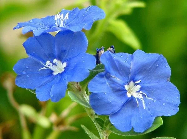 Blue Daze Live Plant - Evolvulus Glomeratus, 5-9" Tall, 2-Pack, Tropical Blue Flowers, Outdoor Perennial - Image 1
