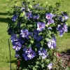Bluebird Hibiscus Live Plant – Starter Bush – 6-10 Inch Tall – Outdoor Shrub - Image 1