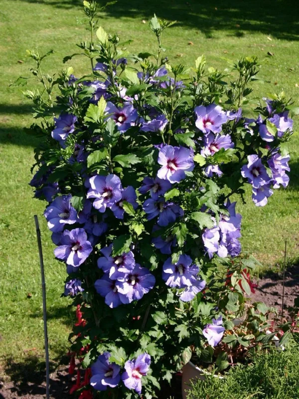 Bluebird Hibiscus Live Plant – Starter Bush – 6-10 Inch Tall – Outdoor Shrub - Image 1