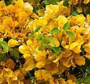 Bougainvillea Live Plant - 2 'California Gold' Yellow Starter Plants - Image 3
