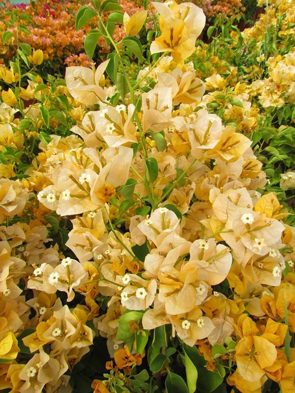 Bougainvillea Live Plant - 2 'California Gold' Yellow Starter Plants - Image 4