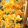 Bougainvillea Live Plant - 2 'California Gold' Yellow Starter Plants - Image 1