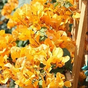 Bougainvillea Live Plant - 2 'California Gold' Yellow Starter Plants - Image 1