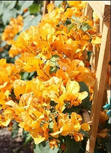 Bougainvillea Live Plant - 2 'California Gold' Yellow Starter Plants - Image 1
