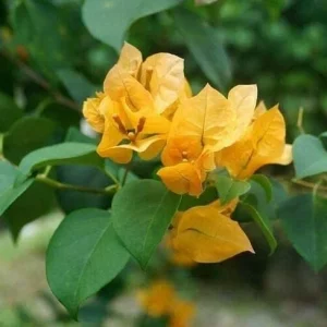 Bougainvillea Live Plant - 2 'California Gold' Yellow Starter Plants - Image 5