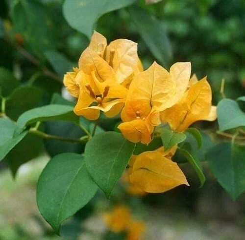 Bougainvillea Live Plant - 2 'California Gold' Yellow Starter Plants - Image 5
