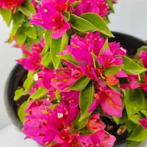 Bougainvillea Pixie Pink Live Plant - Pack of 2 Dwarf Shrubs - Vibrant Pink Blooms - Image 2