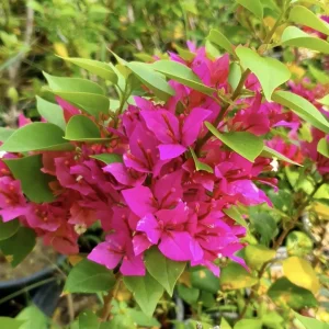 Bougainvillea Pixie Pink Live Plant - Pack of 2 Dwarf Shrubs - Vibrant Pink Blooms - Image 3