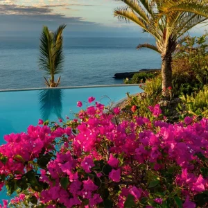 Bougainvillea Pixie Pink Live Plant - Pack of 2 Dwarf Shrubs - Vibrant Pink Blooms - Image 4