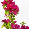 Bougainvillea Pixie Pink Live Plant - Pack of 2 Dwarf Shrubs - Vibrant Pink Blooms - Image 1