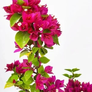 Bougainvillea Pixie Pink Live Plant - Pack of 2 Dwarf Shrubs - Vibrant Pink Blooms - Image 1