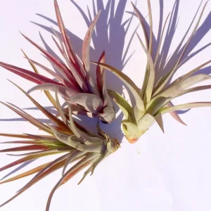 Brachycaulos Abdita Air Plant – Tillandsia Live Plant – Indoor Decor - Image 6