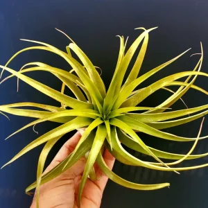 Brachycaulos Abdita Air Plant – Tillandsia Live Plant – Indoor Decor - Image 7
