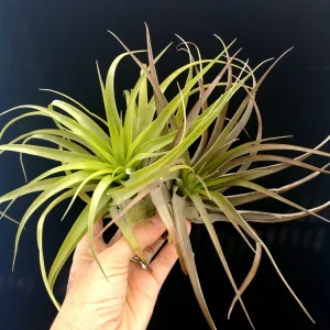 Brachycaulos Abdita Air Plant – Tillandsia Live Plant – Indoor Decor - Image 8