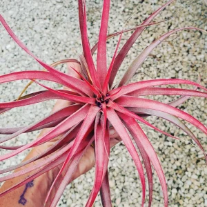Brachycaulos Abdita Air Plant – Tillandsia Live Plant – Indoor Decor - Image 1