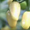 Brazilian Mini White Habanero Live Plant - 3 Pack Super Hot Pepper Chili Plants - Image 1