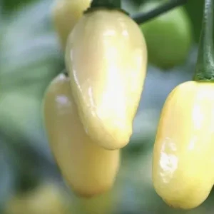 Brazilian Mini White Habanero Live Plant - 3 Pack Super Hot Pepper Chili Plants - Image 1