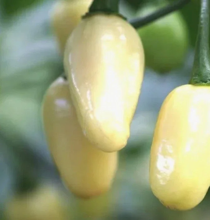 Brazilian Mini White Habanero Live Plant - 3 Pack Super Hot Pepper Chili Plants - Image 1