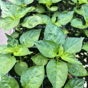 Brazilian Mini White Habanero Live Plant - 3 Pack Super Hot Pepper Chili Plants - Image 2
