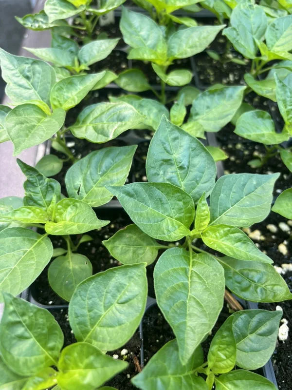Brazilian Mini White Habanero Live Plant - 3 Pack Super Hot Pepper Chili Plants - Image 2
