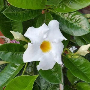 Bride's Cascade Mandevilla Live Plant, 5-9