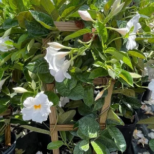 Bride's Cascade Mandevilla Live Plant, 5-9