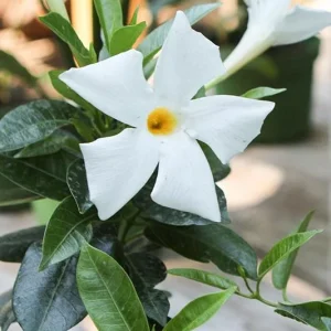 Bride's Cascade Mandevilla Live Plant, 5-9