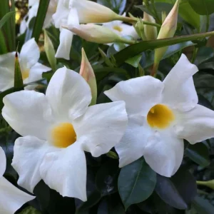 Bride's Cascade Mandevilla Live Plant, 5-9