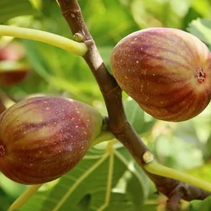 Brown Turkey Fig 2ft 1 gal pot - Image 2