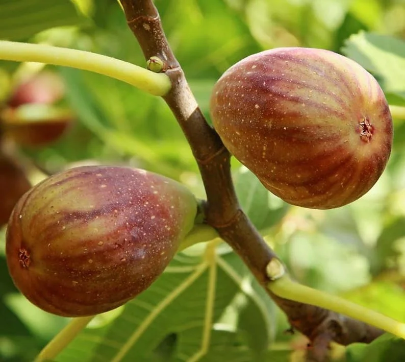 Brown Turkey Fig 2ft 1 gal pot - Image 2