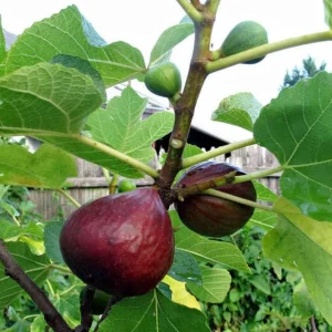 Brown Turkey Fig 2ft 1 gal pot - Image 1