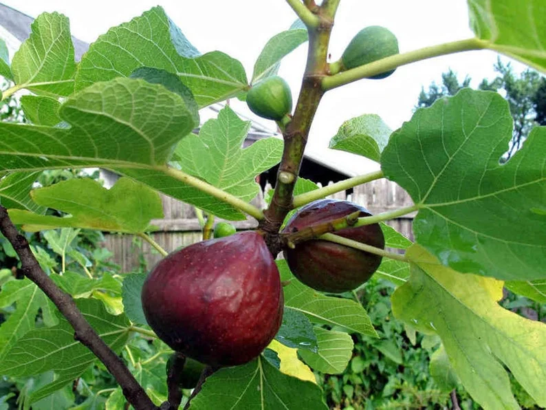 Brown Turkey Fig 2ft 1 gal pot - Image 1
