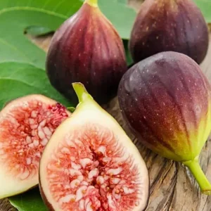 Brown Turkey Fig Tree Live Plant – 12-14in – Half Gallon Pot – Outdoor - Image 1